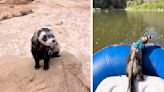 Adventurous Ferret Loves Nothing More Than Exploring The Great Outdoors