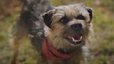 Will Ferrell's Strays Trailer Turns Our Four-Legged Friends Into Foul-Mouthed, Funny Heroes