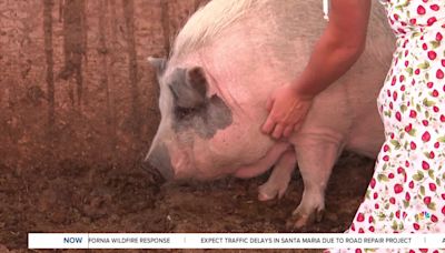 Santa Ynez local returns to rescue her pig amid Lake Fire evacuation orders