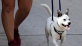 Dogs are now welcome at more Sheboygan parks and a beach as the city looks to be more pet-friendly