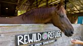 New farm sanctuary near Kingston gives neglected animals a second chance