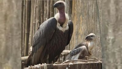 ‘Law needed to make it a must for firms to test veterinary drugs for vulture toxicity’