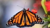 Monarch butterflies are now endangered