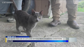 Local nonprofit helps rescue over 30 cats