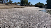 (影)屍臭瀰漫！澳洲河道被「數百萬死魚屍體」覆蓋 綿延30公里