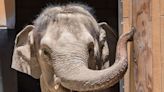 After 2 elephants die at LA Zoo, City Council is looking into the matter