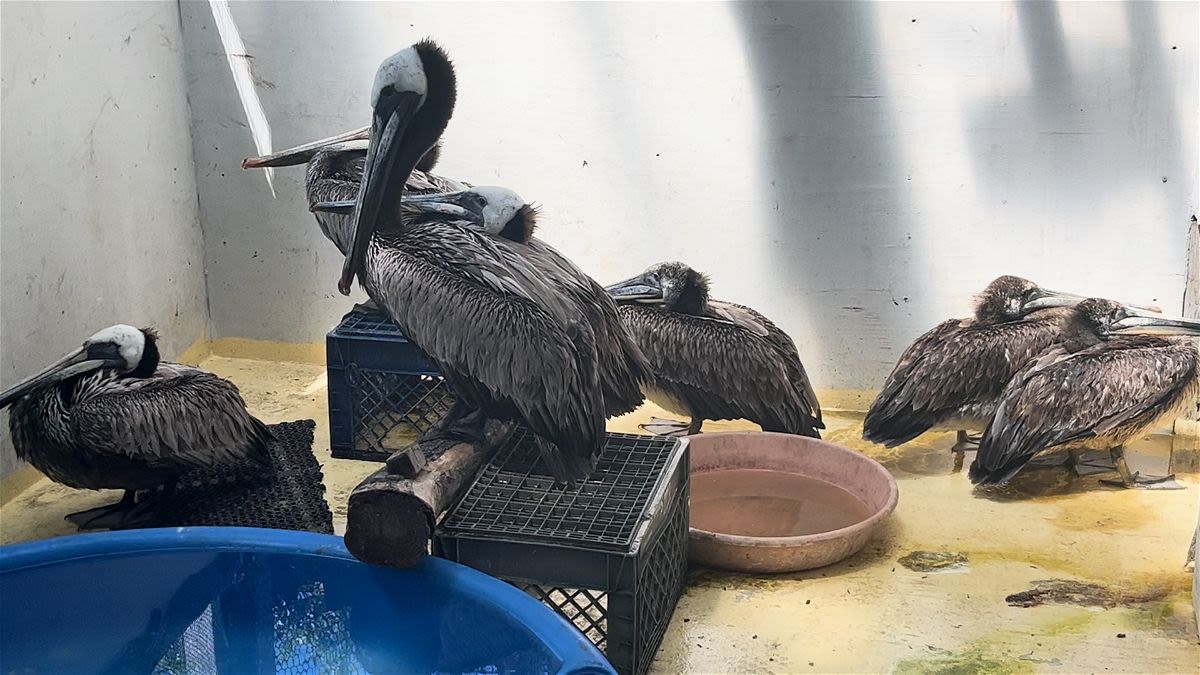 Sick pelicans showing up in Monterey and Santa Cruz County – KION546