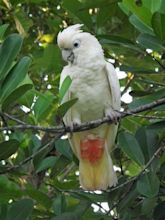 Red-vented Cockatoo – birdfinding.info