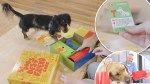 Dog owners are loving this fun new board game you can play with your pooch