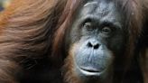 La Nación / Insólito: orangután silvestre preparó su propio ungüento para curarse una herida