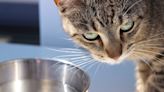How Long Can Cats Go Without Water? A Day at Most