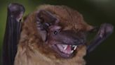 Bats’ super powerful hearts reach 900 bpm in mins during flight