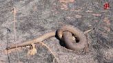 Sucuri, cobra símbolo do Pantanal, morre carbonizada tentando fugir de incêndios; veja vídeo