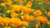 Ranunculus Is a Toxic Beauty With a Doozy of a Name