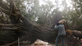 Tornado cleanup, efforts to save 'landmark' Ficus trees underway; More rain in forecast