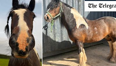 Police launch investigation after horse found dead and mutilated in field