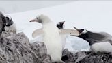 Rare white gentoo penguin discovered in Antarctica