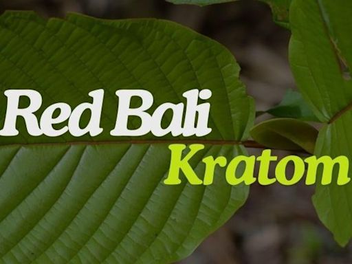 Everything You Need To Know About Red Bali Kratom, But Were Afraid To Ask!