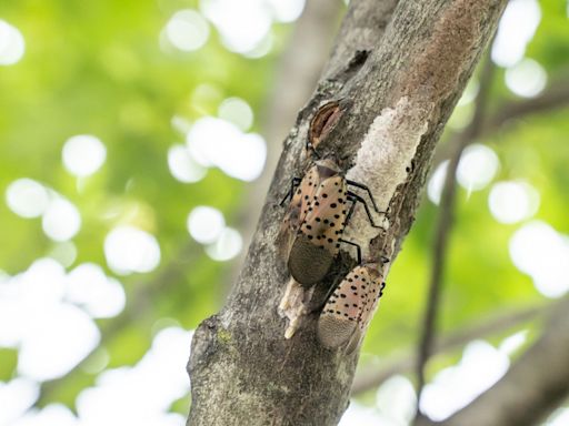 Ohio counties under quarantine for spotted lanternfly