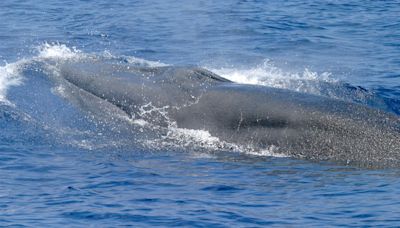 Florida Congressman Matt Gaetz wants Congress to OK killing rare whale