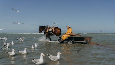 ‘Kings of the world’: The last of the horseback shrimp fishers