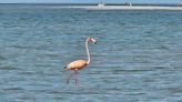 A flamingo was spotted at a Cape Cod beach: ‘That’s crazy… Definitely a rare event’