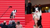 紅毯上一眾女星也輸給牠！坎城影展最可愛嘉賓：狗狗 Messi 搶走鎂光燈焦點！