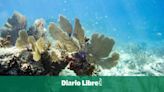 El episodio masivo de blanqueamiento de los corales empeora en todo el mundo