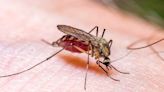 First U.S. Malaria Cases in 20 Years Confirmed in Florida and Texas