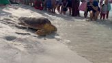 Crowd cheers for Chuckles as he returns to the Gulf of Mexico