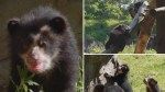 Rare Andean bear triplets make their debut at Queens Zoo