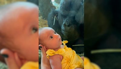 Watch: Columbus Zoo gorilla lands viral fame in sweet video kissing baby through glass