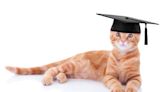 Love for cats lures students into this course, which uses feline research to teach science