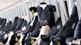 Exclusive-US proposes bulk milk testing for bird flu before cattle transport By Reuters