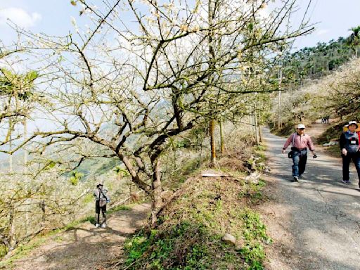 懶人包》賞螢、泡湯、喝咖啡！台南5大登山步道推薦