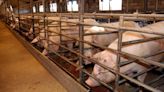 China lanza una investigación 'antidumping' sobre las importaciones de carne de cerdo de la UE