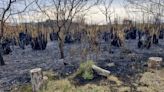 Se incendió la Reserva Natural Urbana del Oeste y quedó hecha cenizas