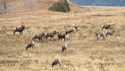 Bighorn population remains at record level in western North Dakota