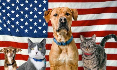 July 4th is the most dangerous day of the year for dogs and other pets.