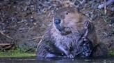 Calling all ‘weird rodent’ fans: Beaver Festival is returning to SLO this weekend