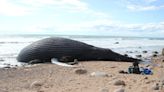 Humpback whale stranded on Block Island likely to remain beached - The Boston Globe