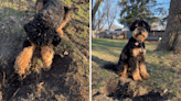 Albert Lea pup named "Safe digging ambassadog" for Minnesota Energy Resources