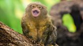 Five Fascinating Monkey Species—And Where To See Them