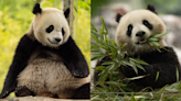 Giant pandas will be returning to the National Zoo in Washington