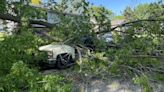 Tree crushes pickup truck in Waterloo