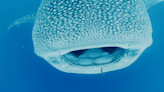 See Rare Footage of a Beautiful 30-Foot Whale Shark Feeding in Hawaii