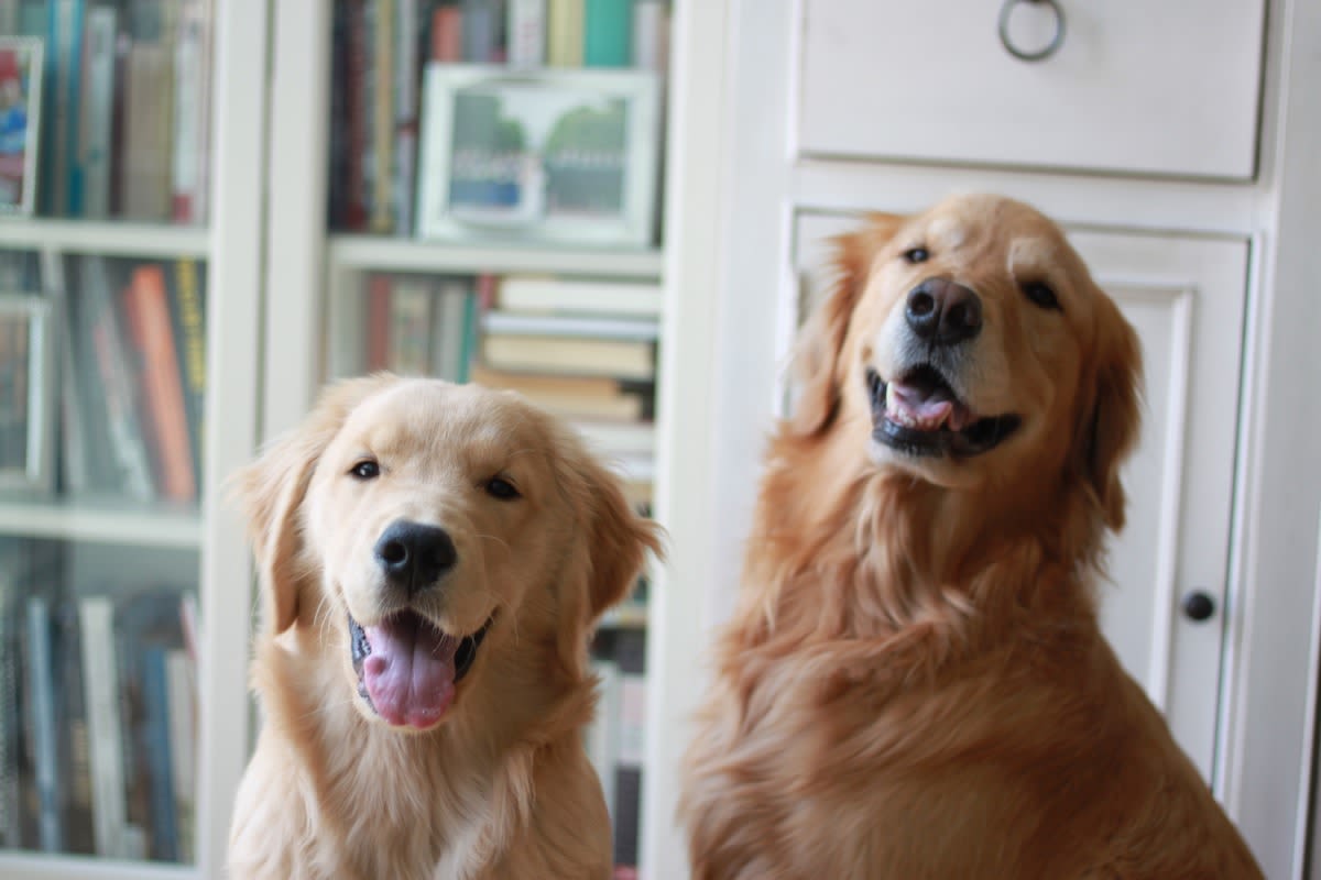 Golden Retriever Flat-Out Tattles on Sister When Mom Asks ‘Who Ate the Toy?'