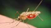 West Nile virus detected in local mosquitoes: Health unit