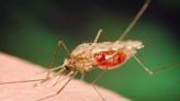 First human case of West Nile confirmed in London region