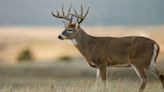 Study: Human barrier to chronic wasting disease substantial